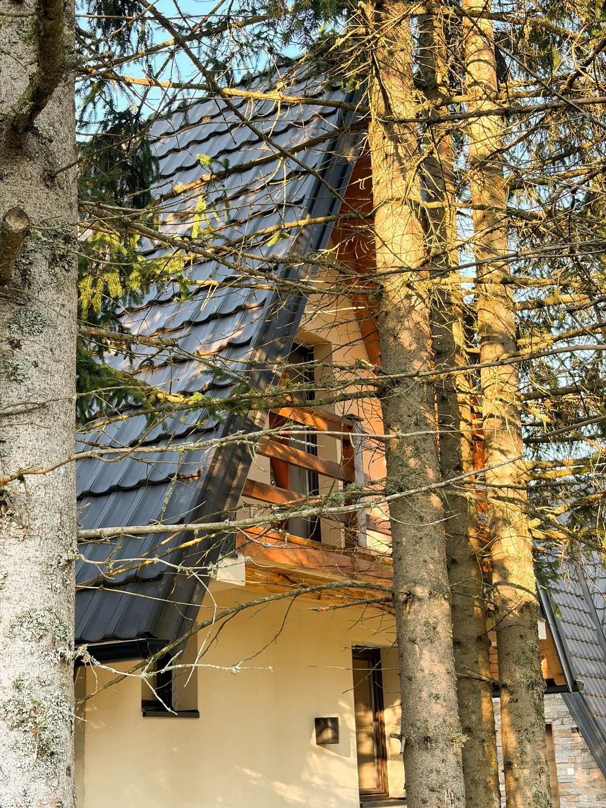 Kućica među stablima borova